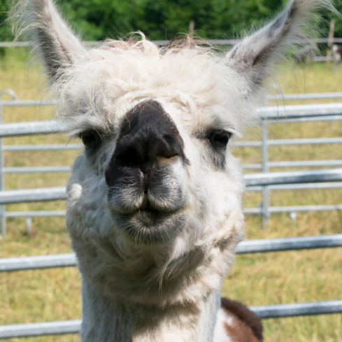 Lama.png